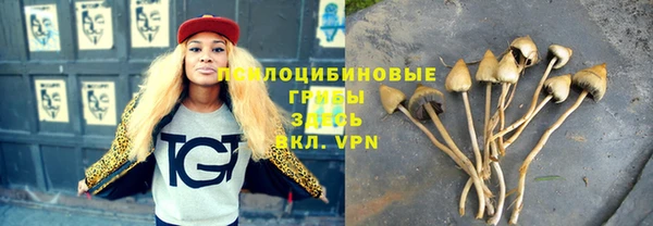 прущие грибы Аркадак